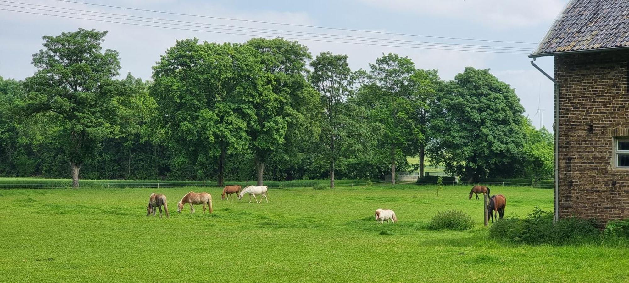 Ferienhaus Q1, Ruhe Und Erholung In Der Eifel Zulpich Dış mekan fotoğraf